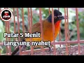 Download Lagu Kutilang emas Suara jernih dan Gacor...cocok untuk pancingan
