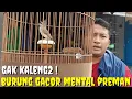 Download Lagu BENAR2 UEDAN ! BARU KALI INI KETEMU BURUNG KALAU UD  GACOR KAYAK KESURUPAN