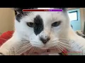 PeachJars Goose Loves Sushi