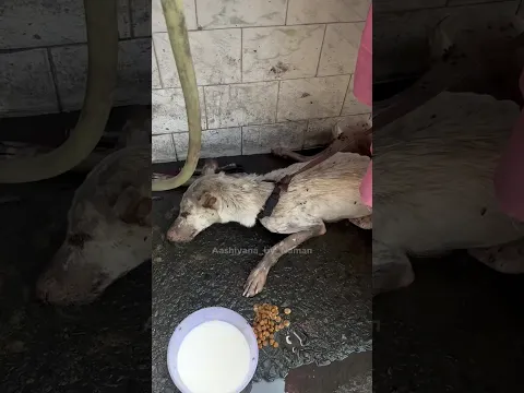 Maa Ki Haalat Critical, Or Uska 1 Bacha Be Kafi Mushkil Mein Ha 😱🐶 || #shorts
