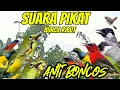 Download Lagu SUARA PIKAT BURCIL RIBUT KEJEPIT PALING AMPUH
