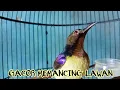 Download Lagu kolibri kelapa | manggar | wiceh | korlap gacor memancing lawan
