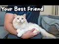 Pros and Cons of Owning a Ragdoll Cat The Cat Butler