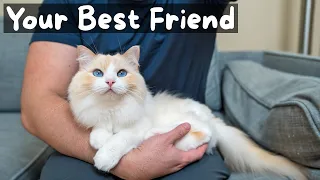 Pros and Cons of Owning a Ragdoll Cat The Cat Butler