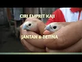 Download Lagu cara membedakan emprit kaji jantan dan betina