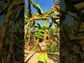 Download Lagu Panen Buah Pisang Dengan Hasil Yang Sangat Memuaskan #shorts
