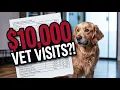 Inside the World s Most Luxurious Vet Clinic Where Dogs Get Facials and Nose Jobs