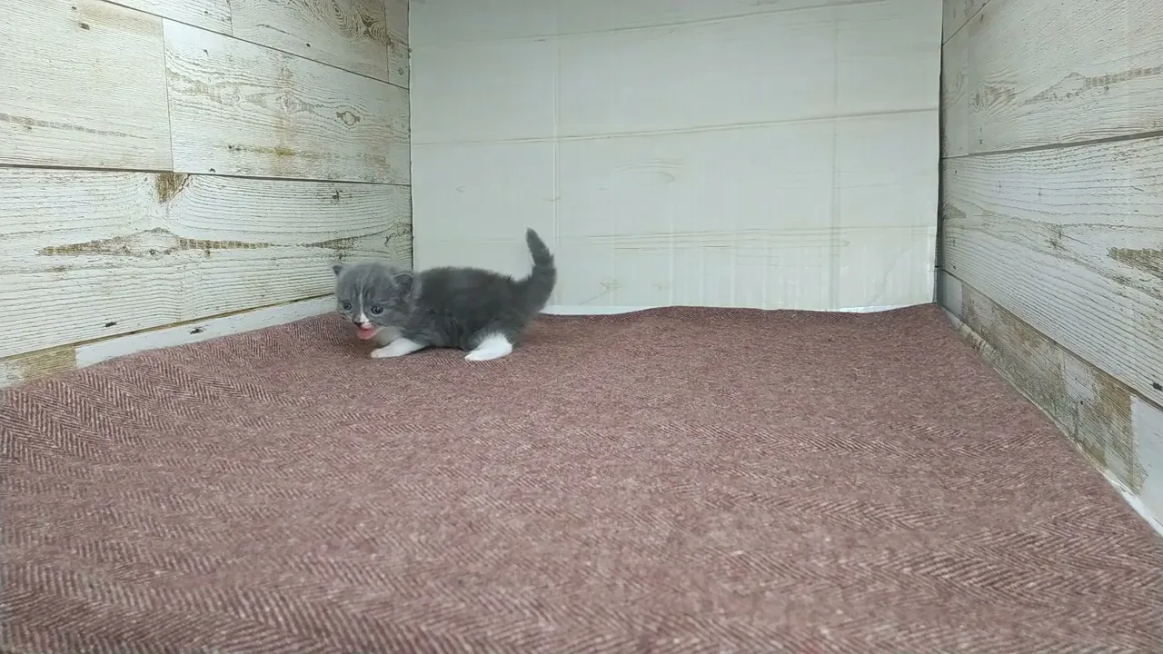 動画