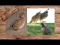 What Type Of Quail Should You Raise
