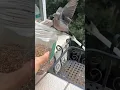 Download Lagu The poor dove was trapped i released it 🥰 #wildliferescue #birds #rescueanimals #rescuebirds #dove