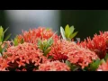 Bee Story 05 - Stock Footage Hive 9702029