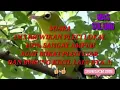Download Lagu Suara pikat burung pleci 100% paling ampuh buat pikat pleci liar anti ZoonK..!!!!