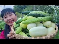 Download Lagu THU HOẠCH DƯA LEO TRỨNG RỒNG, DƯA LEO HÀN QUỐC, DÂU TÂY, ĂN NGAY TẠI VƯỜN 