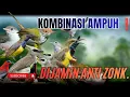 Lagu Suara Pikat Burung Kecil Ribut Kombinasi Burung Kejepit Paling Ampuh.