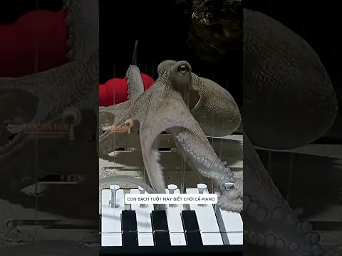 Con bạch tuột có thể chơi piano 🐙#shorts #khampha #kienthuc #hocvahoi #piano #dongvat