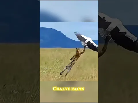 world's dangerous hunter 🐆 leopard 😈