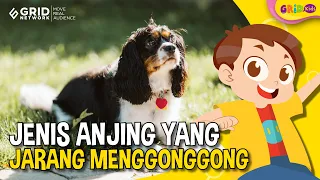 Download Top 6 Jenis Anjing Pendiam yang Jarang Menggonggong dan Betah di Rumah MP3