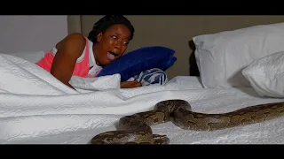 THE PYTHON QUEENS EPIC TRAILER