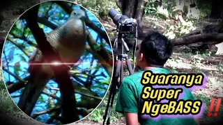 Download Perkutut Lokal Di Alam Liar Suara Super BESAR NgeBASS MP3