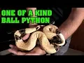 Crazy paradox ball python Wildest looking snake since Skittles