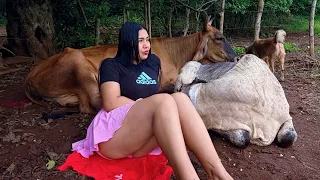 Mi RUTINA real cuidando mis VACAS 🐮
