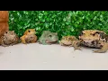 Download Lagu Too lively frog meal！toad\u0026frog. rana y sapo. カエルとヒキガエル