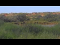 Wild Hogs - TNT Hunting