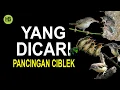 Download Lagu Suara Ciblek Betina Birahi Paling Ampuh Untuk Pancingan Ciblek Jantan