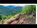 Download Lagu Searching cricket 🦗 at field #viralvideo #vlog #cricket #villagelife 