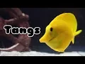Download Lagu Tangs: Species, Compatibility, and More | Tank Tips #5