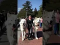 Download Lagu My Direwolves love the Seawall 🐺🥰🐺 #direwolves #wolf #wolves #pets #pet #dogs #dog #fyp #foryou