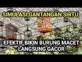 SIMULASI SUARA ASLI LOMBA SIRTU / CIPOH,melatih mental burung macet dan stres,putar dan buktikan