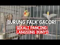 Download Lagu Burung Falk Gacor