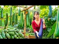 Download Lagu TIMELAPSE -- Harvest 1000+ Giant Green Squash, Mushrooms, Tomatoes, Pumpkins ... Go to Market Sell
