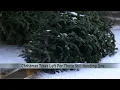 Last minute trees still available in Wausau