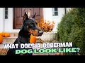 What Does a Doberman Dog Look Like
