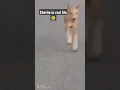 Lagu 777 Charlie In real life😀 #777charlie #doglover #dogshorts #emotion