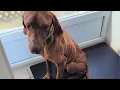 Rescue of a Hungarian Vizsla - Dumped and Starved