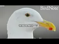 Finding Belonging With Buffalo's Gulls