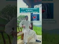 Liver massage