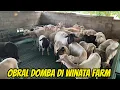 Download Lagu OBRAL HARGA DOMBA DORPER, TEXEL DI WINATA FARM KEDIRI