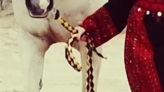 اكربي زنارك يم العريس 