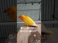 Lagu Lovebird Lutino Mata Merah Juara Gali Gongli