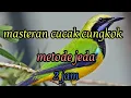 Lagu masteran cucak cungkok metede jeda