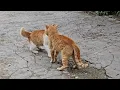 Brutal Cat fight War for Territory