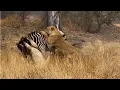 Download Lagu Zebra outmuscles two lionesses