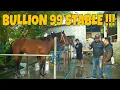 Download Lagu REVIEW AMUNISI HORSE RACING MILIK BULLION 99 UNTUK PERSIAPAN  KEJURNAS SERI 1 INDONESIA DERBY 2025