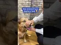 How to know if your dog has a fever