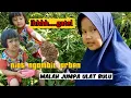 Download Lagu Ulat bulu bikin gatel sekujur tubuh 