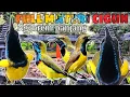 Download Lagu Masteran Sogon Full Tembakan Panjang 🔴 full tembakan ciblek gunung ngebrem panjang
